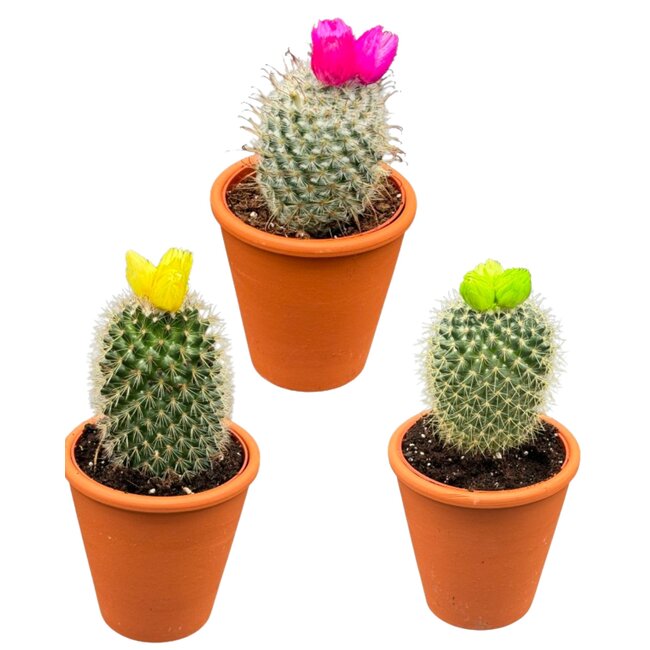 Cactus mix kunstbloemen- 8.5cmØ- ↕️10-15cm- 3 stuks - Terracotta