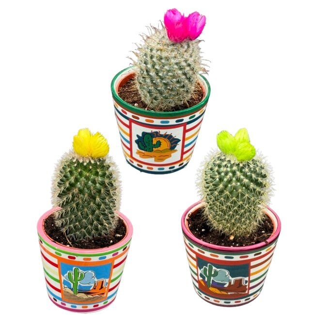 Cactus mix kunstbloemen- 8.5cmØ- ↕️10-15cm- 3 stuks - Mexico