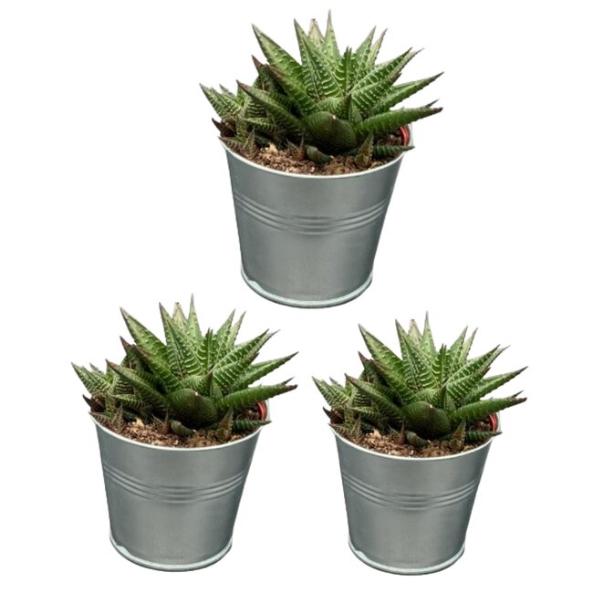 Succulent- Hawortia Limifolia- 8.5cmØ- ↕️10-15cm hoog- 3 stuks - Zink