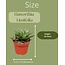 Succulent- Hawortia Limifolia- 8.5cmØ- ↕️10-15cm hoog- 3 stuks - Gekleurd zink
