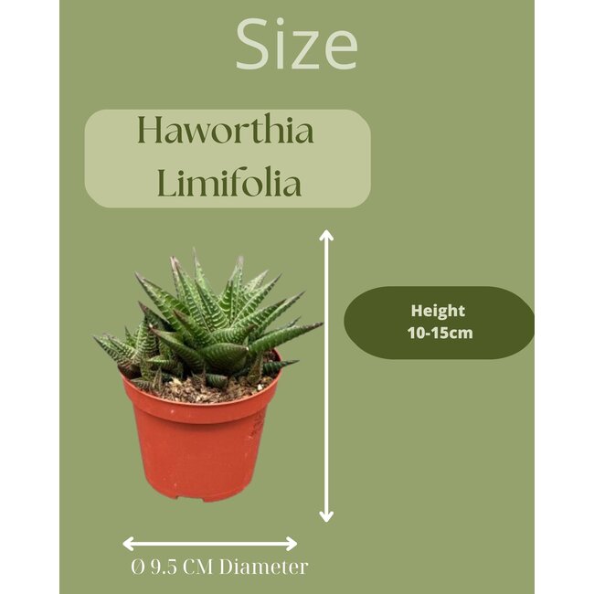 Succulent- Hawortia Limifolia- 8.5cmØ- ↕️10-15cm hoog- 3 stuks - Mexico