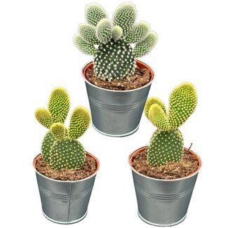 Cactus- opuntia microdasys- 8.5cmØ- ↕️15-20cm hoog- 3 stuks - Zink