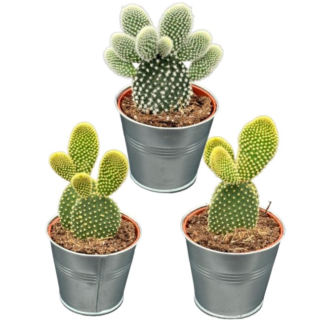 Cactus- opuntia microdasys- 8.5cmØ- ↕️15-20cm hoog- 3 stuks - Zink