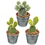 Cactus- opuntia microdasys- 8.5cmØ- ↕️15-20cm hoog- 3 stuks - Zink
