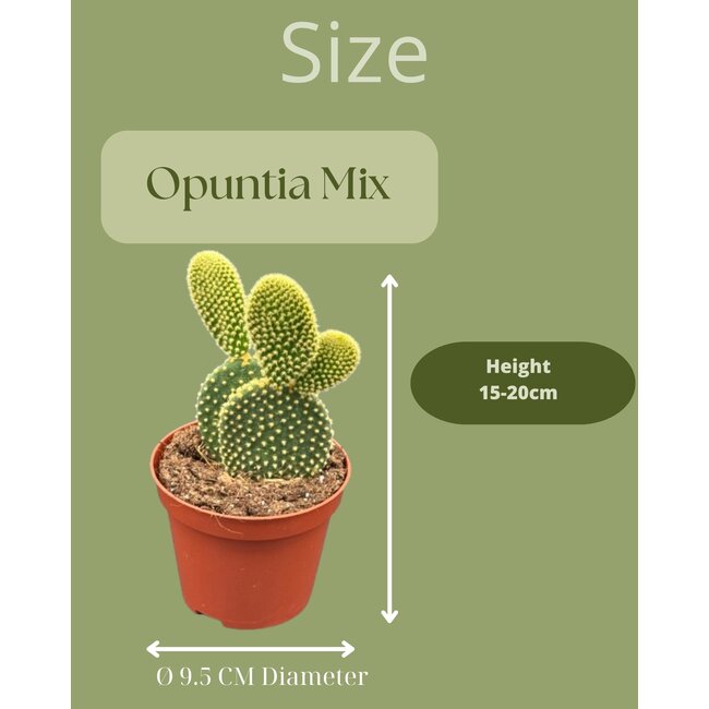 Cactus- opuntia microdasys- 8.5cmØ- ↕️15-20cm hoog- 3 stuks - Zink