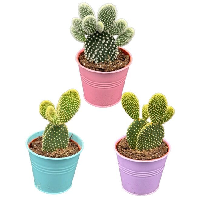 Cactus- opuntia microdasys- 8.5cmØ- ↕️15-20cm hoog- 3 stuks - Gekleurd zink