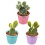 Cactus- opuntia microdasys- 8.5cmØ- ↕️15-20cm hoog- 3 stuks - Gekleurd zink