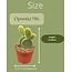 Cactus- opuntia microdasys- 8.5cmØ- ↕️15-20cm hoog- 3 stuks - Gekleurd zink