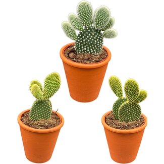 Cactus- opuntia microdasys- 8.5cmØ- ↕️15-20cm hoog- 3 stuks - Terracotta