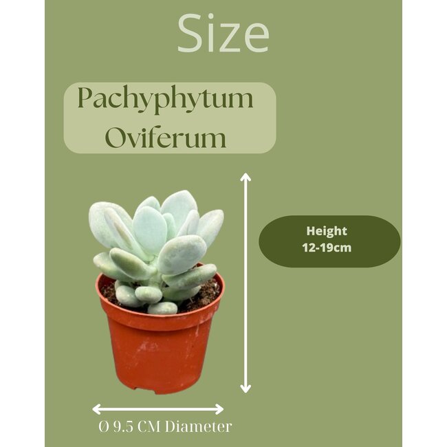Succulenten- Pachyphytum Oviferum- 8.5cmØ- ↕️12-17cm hoog- 3stuks - Zink