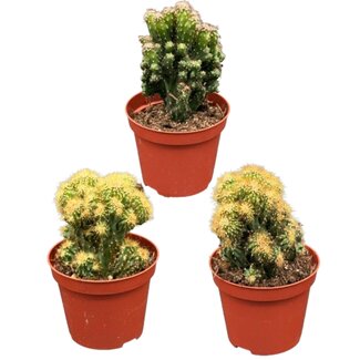 Cactus- Rotsen mix- 8.5cmØ- ↕️13-17cm- 3 stuks - Geen