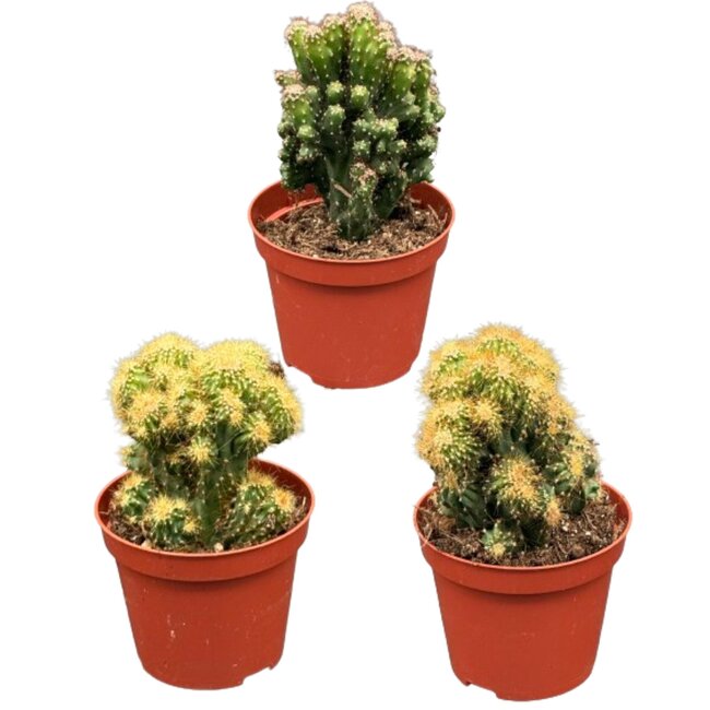 Cactus- Rotsen mix- 8.5cmØ- ↕️13-17cm- 3 stuks - Geen