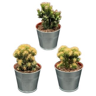 Cactus- Rotsen mix- 8.5cmØ- ↕️13-17cm- 3 stuks - Zink
