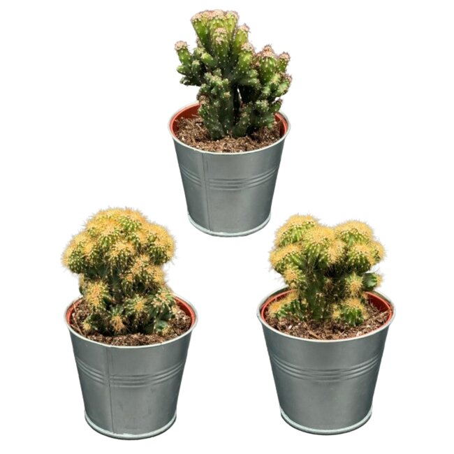 Cactus- Rotsen mix- 8.5cmØ- ↕️13-17cm- 3 stuks - Zink