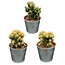 Cactus- Rotsen mix- 8.5cmØ- ↕️13-17cm- 3 stuks - Zink