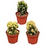 Cactus- Rotsen mix- 8.5cmØ- ↕️13-17cm- 3 stuks - Zink