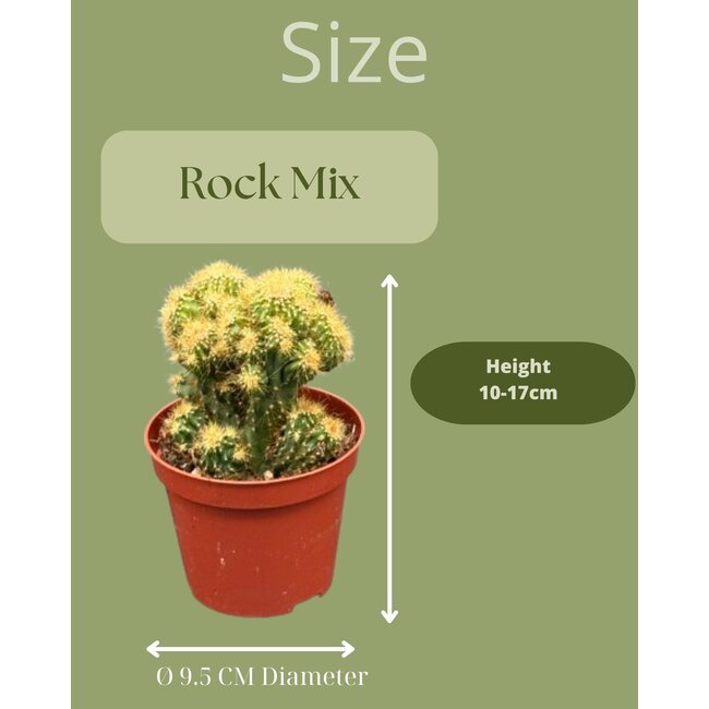 Cactus- Rotsen mix- 8.5cmØ- ↕️13-17cm- 3 stuks - Zink