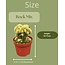 Cactus- Rotsen mix- 8.5cmØ- ↕️13-17cm- 3 stuks - Zink