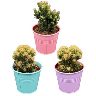 Cactus- Rotsen mix- 8.5cmØ- ↕️13-17cm- 3 stuks - Gekleurd Zink