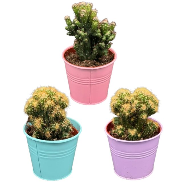Cactus- Rotsen mix- 8.5cmØ- ↕️13-17cm- 3 stuks - Gekleurd Zink