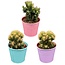 Cactus- Rotsen mix- 8.5cmØ- ↕️13-17cm- 3 stuks - Gekleurd Zink