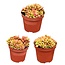 Succulenten- Anacampseros Rufescens Varigata- 8.5cmØ- ↕️8-10cm hoog- 3 stuks - Geen
