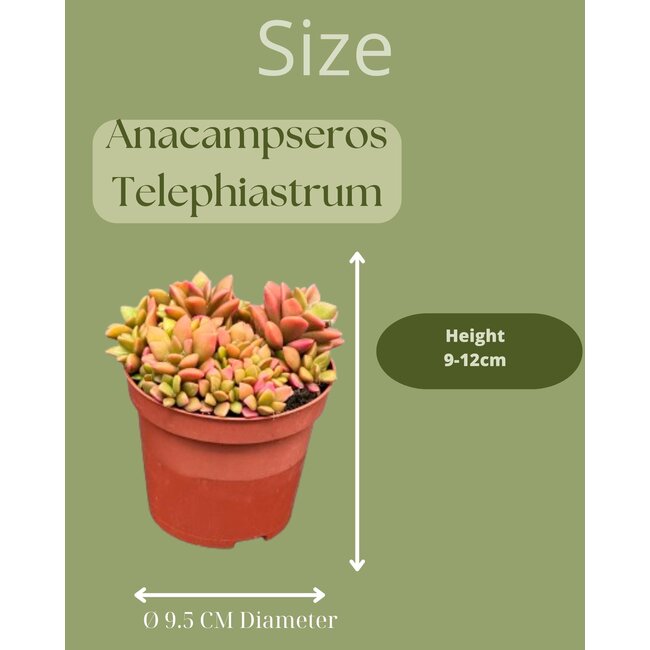Succulenten- Anacampseros Rufescens Varigata- 8.5cmØ- ↕️8-10cm hoog- 3 stuks - Zink