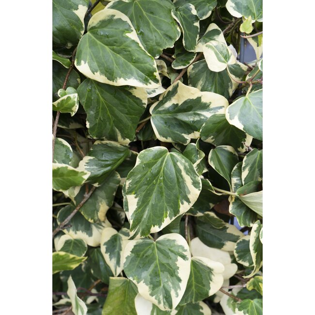 4x - Hedera colchica 'Dentata Variegata' - ↨65cm - Ø15