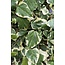 4x - Hedera colchica 'Dentata Variegata' - ↨65cm - Ø15