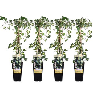 4x - Hedera helix 'Goldheart' - ↨65cm - Ø15 ID 7609