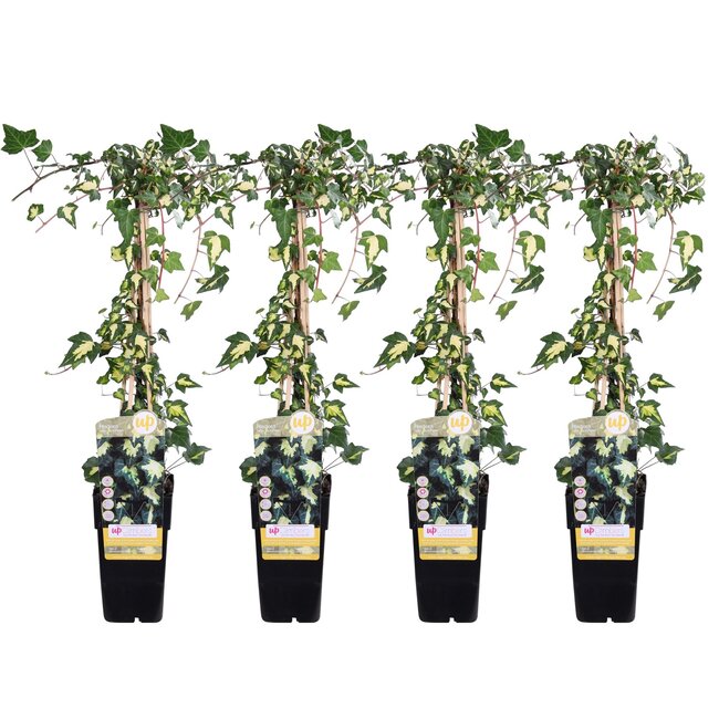 4x - Hedera helix 'Goldheart' - ↨65cm - Ø15 ID 7609