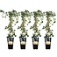 4x - Hedera helix 'Goldheart' - ↨65cm - Ø15 ID 7609