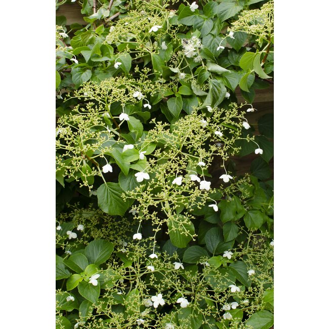 3x - Hydrangea petiolaris - ↨65cm - Ø15