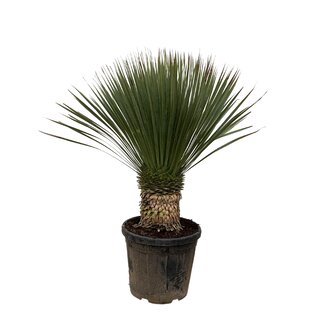Yucca Rostrata - 120cm- Ø35
