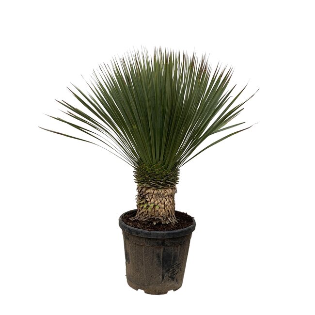 Yucca Rostrata - 120cm- Ø35