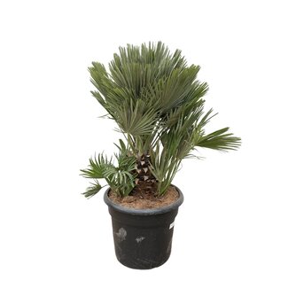 Chamaerops Humilis compact - 100cm - ø45