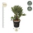 Chamaerops Humilis compact - 100cm - ø45