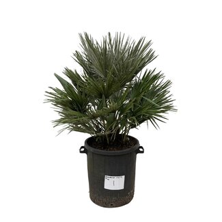 Chamaerops Vulcano - 110cm - ø40