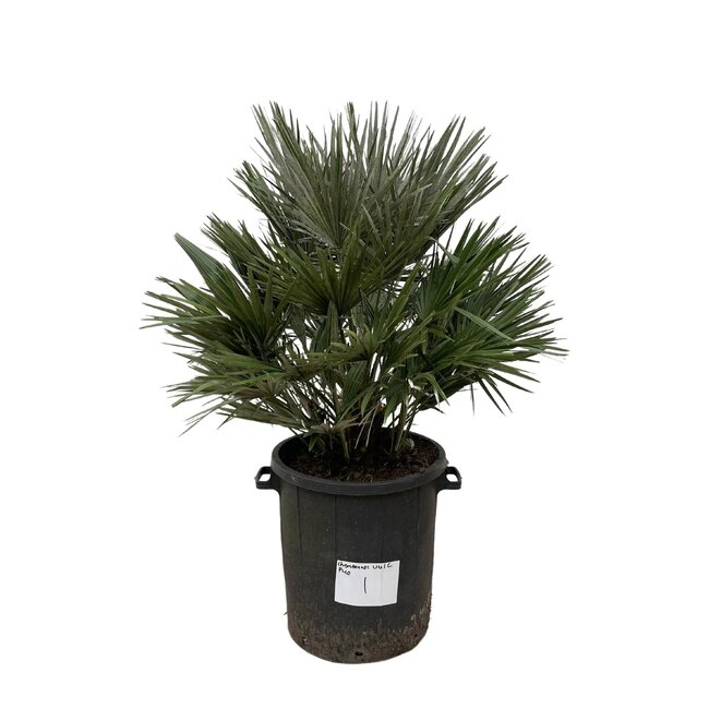 Chamaerops Vulcano - 110cm - ø40