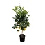 Citrus Lemon - 200cm - ø40