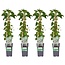4x - Hydrangea petiolaris - ↨65cm - Ø15