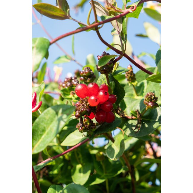 3x - Lonicera periclymenum 'Serotina' - ↨65cm - Ø15