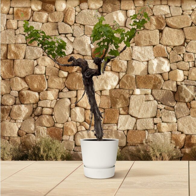 Druivenboom (Vitis Vinifera) stam vertakt - 220cm - ø55