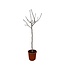 Ficus Carica op stam - 180 cm - ø30