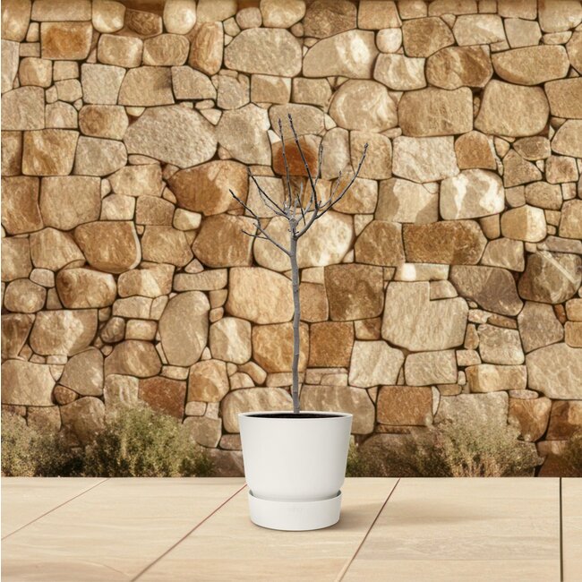 Ficus Carica op stam - 180 cm - ø30