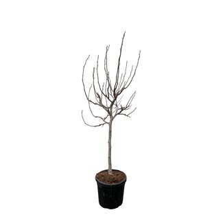 Ficus Carica op stam - 225 cm - ø40