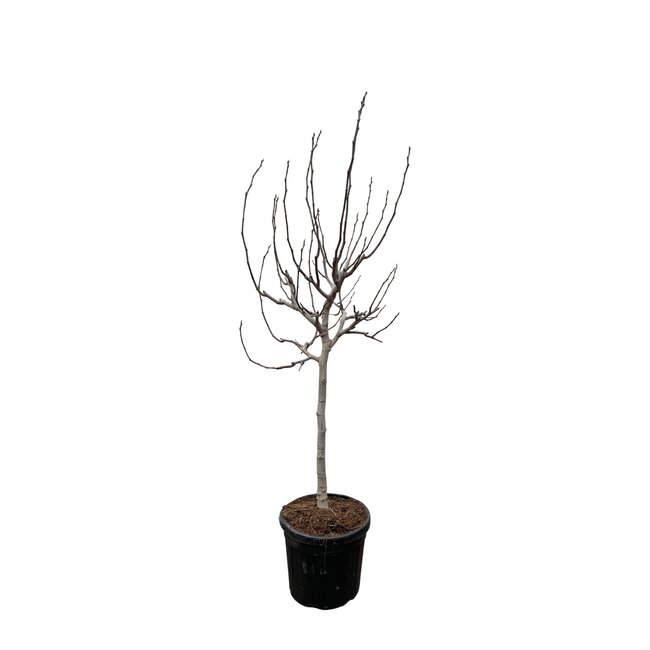 Ficus Carica op stam - 225 cm - ø40