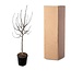 Ficus Carica op stam - 225 cm - ø40