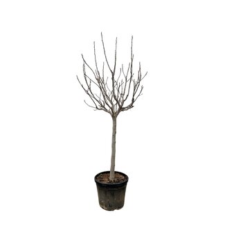 Ficus Carica op stam - 250 cm - ø45