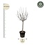Ficus Carica op stam - 250 cm - ø45
